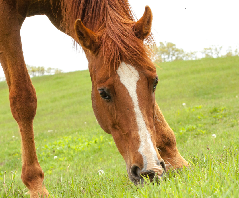 spring worming for horses