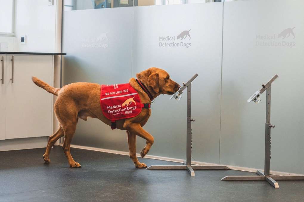 Image - Medical Detection Dogs