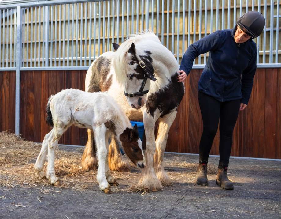 World Horse Welfare mare and foal from smuggled horses