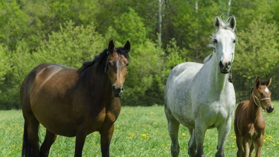 Breeding article focussing on infertility in mares. Image of mare and foal, alongside another horse.
