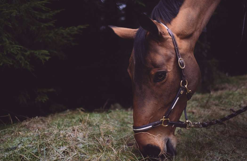 Veterinary fees come under scrutiny. Image of a horse in a headcollar eating hay