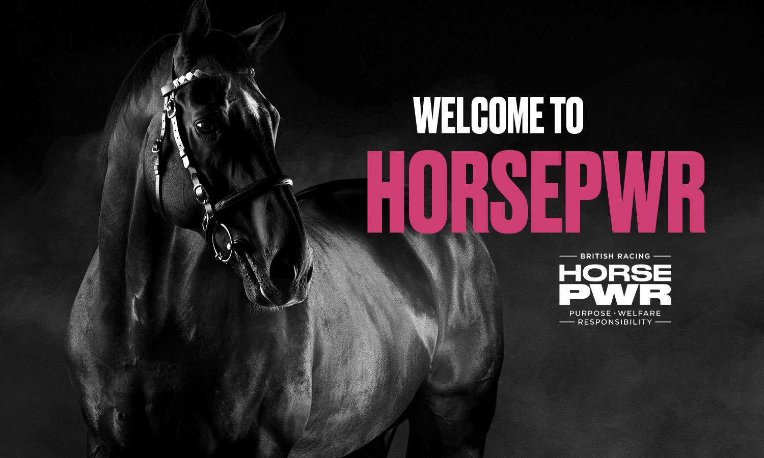 bha horsePWR hub image featuring a black horse to help raise awareness of equine welfare in racing