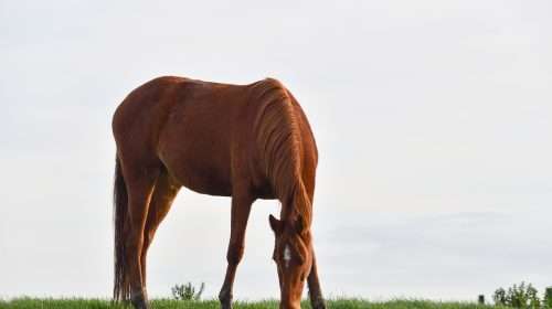 Image of a horse grazing for article: Natural Approaches to Enhancing Wound Healing in Horses