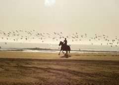 Exploring the World on Horseback: The Rise of Equestrian Tourism