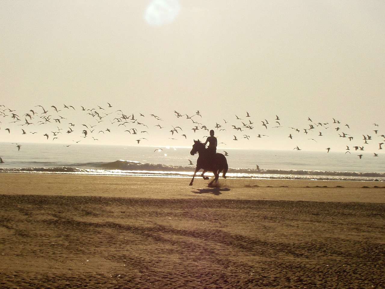 horse and rider on the beach, for article: The Rise of Equestrian Tourism