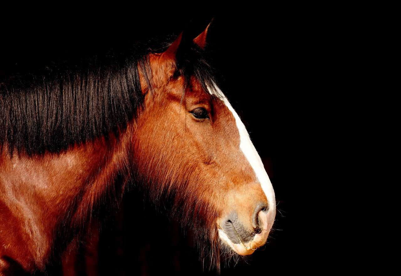 image of a shire horse as owners are urged to vaccinate horses against strangles