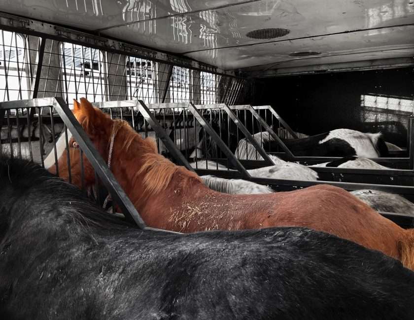 Horses rescued from slaughter all in a horsebox