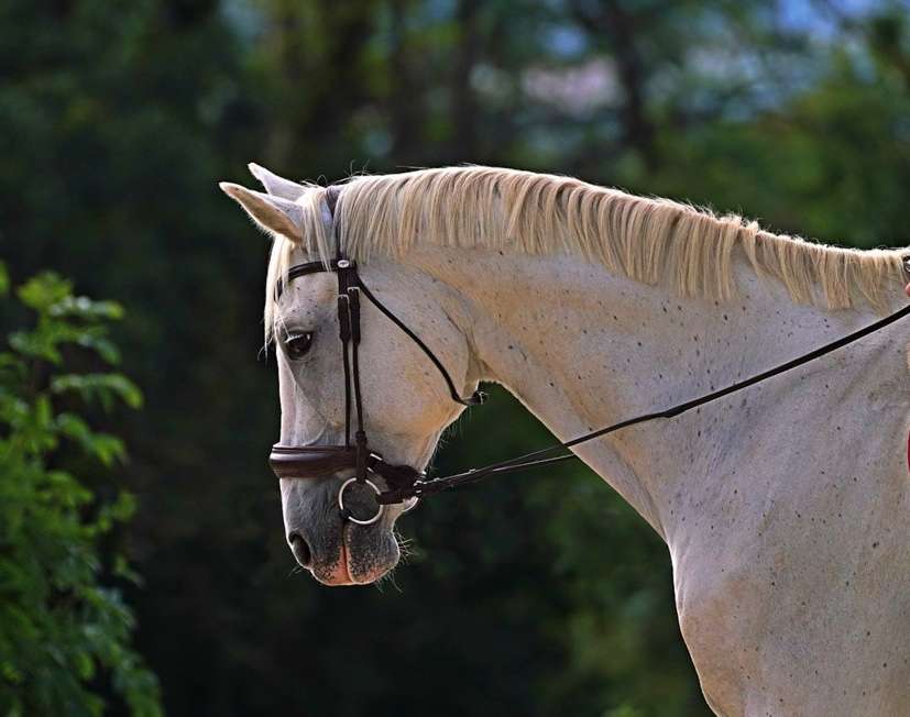 a grey horse being ridden