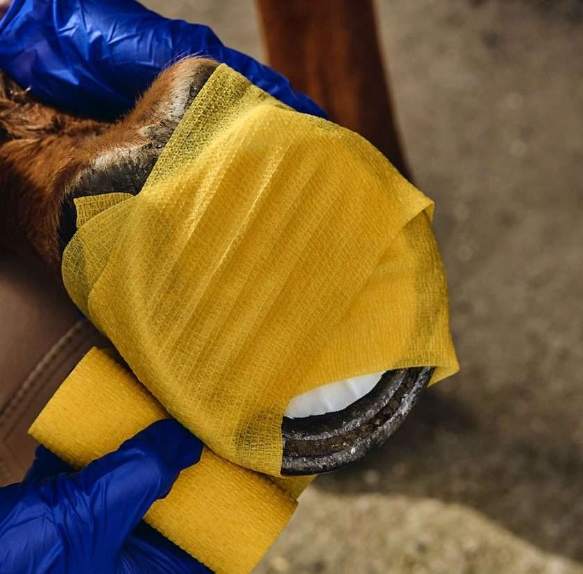 A horse hoof being poulticed and bandaged