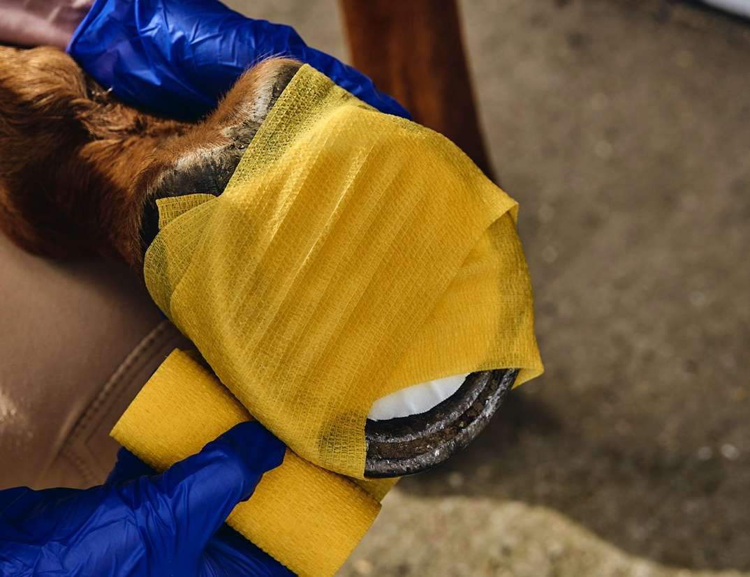 A horse hoof being poulticed and bandaged