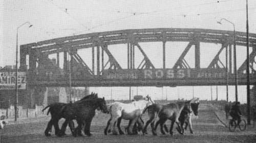 UK bans live export of horses for slaughter - black and white image of horses being led to slaughter