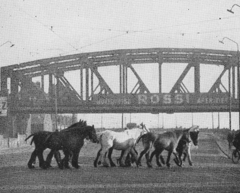 UK bans live export of horses for slaughter - black and white image of horses being led to slaughter