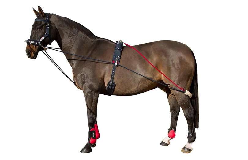 Lunging aids to help build topline - the John Whitaker Training System also known as the Pessoa