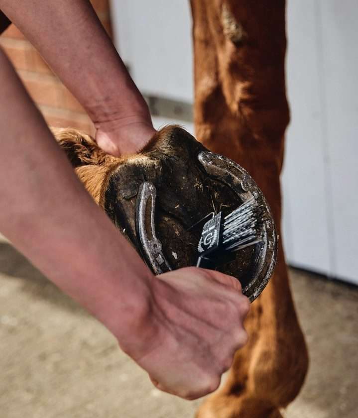 a hoof being picked out  with a hoof pick.