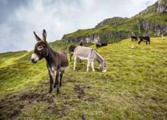 Emirates ban on the carriage of donkey skins
