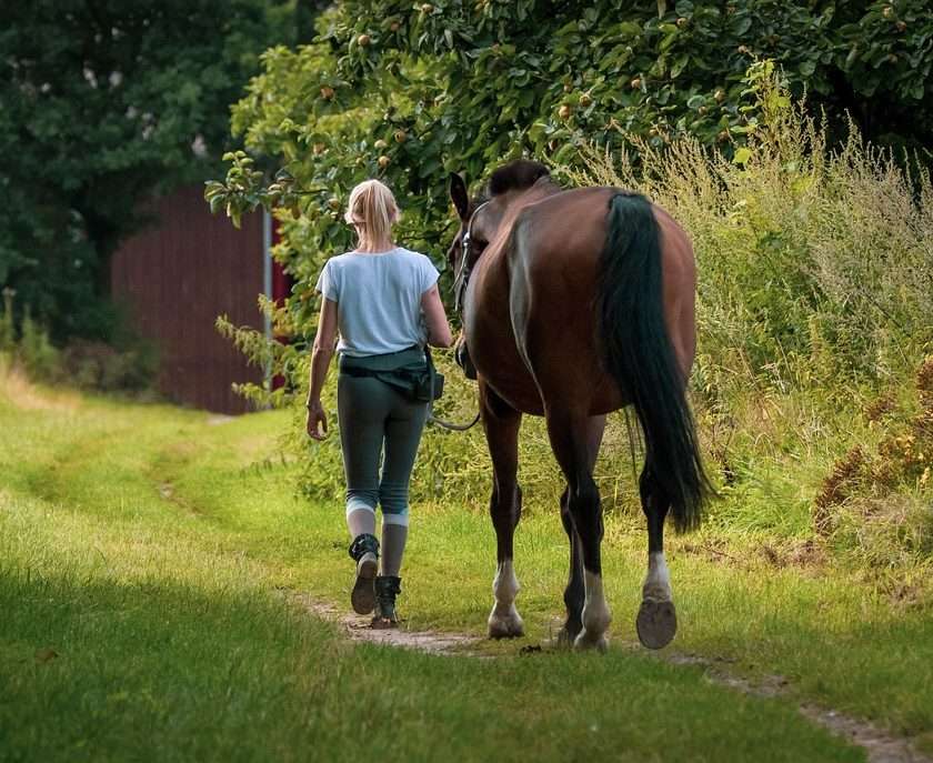 horse and rider walking in woodland