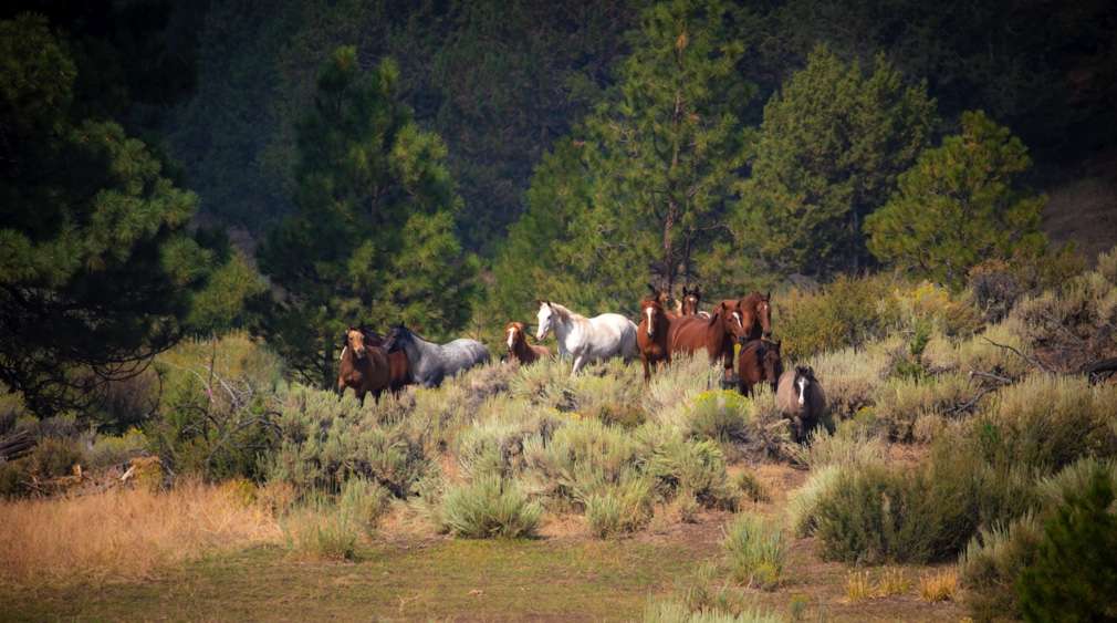 A herd of horses at Skydog Ranch & Sanctuary