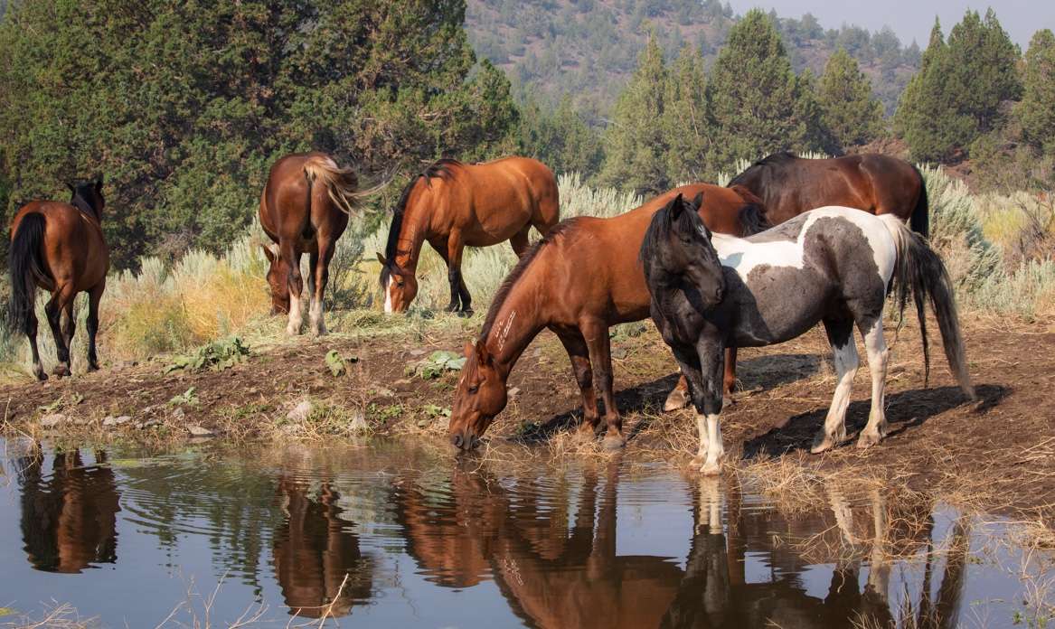 A wild horse family at Skydog Ranch Sanctuary and Rescue 