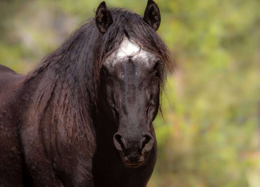 A black horse with long mane and forelock from Skydog Ranch Sanctuary 