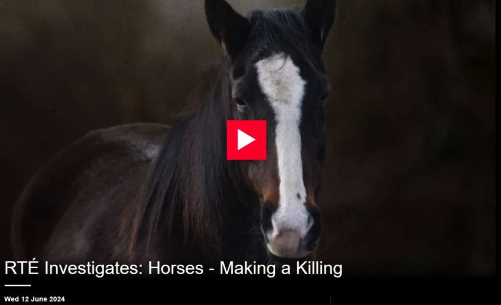 image taken from RTÉ Investigate exposé ‘Horses – Making a Killing’ in slaughterhouse documentary