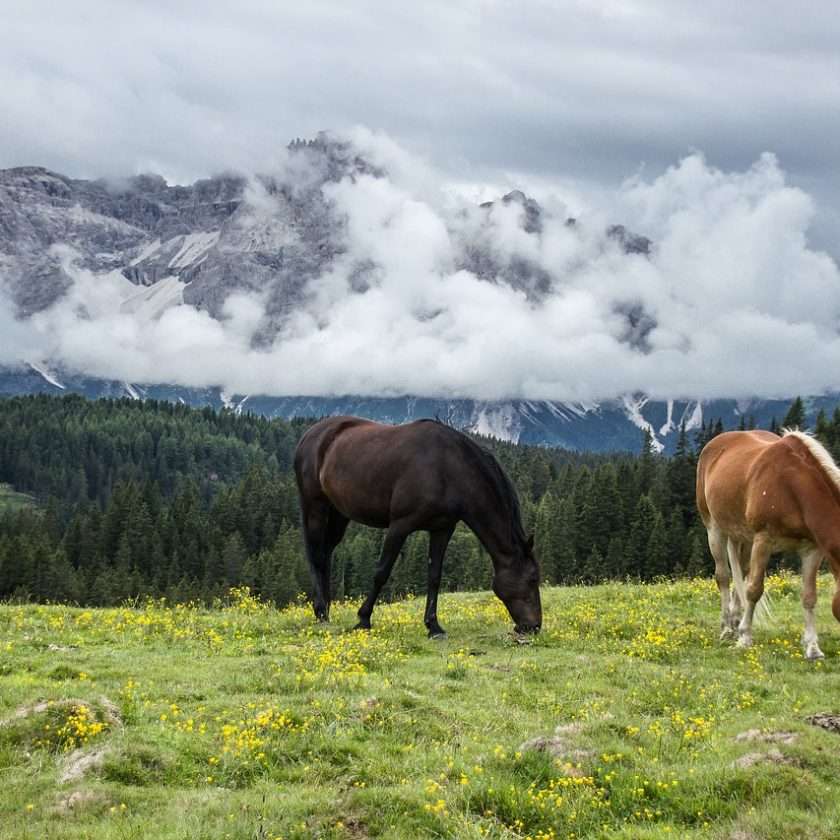 Horses stood on a mountain