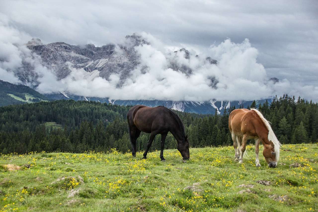 Horses stood on a mountain