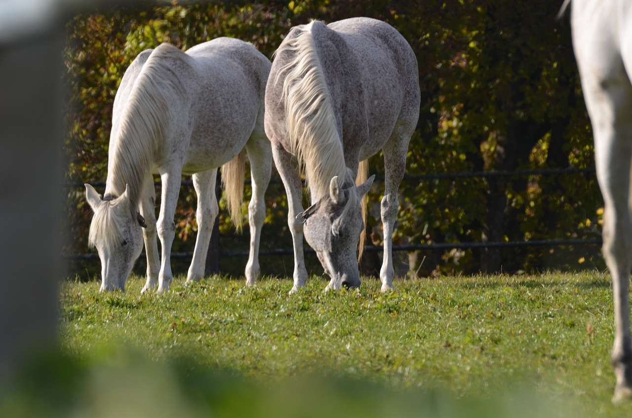 Two grey horses grazing in a field