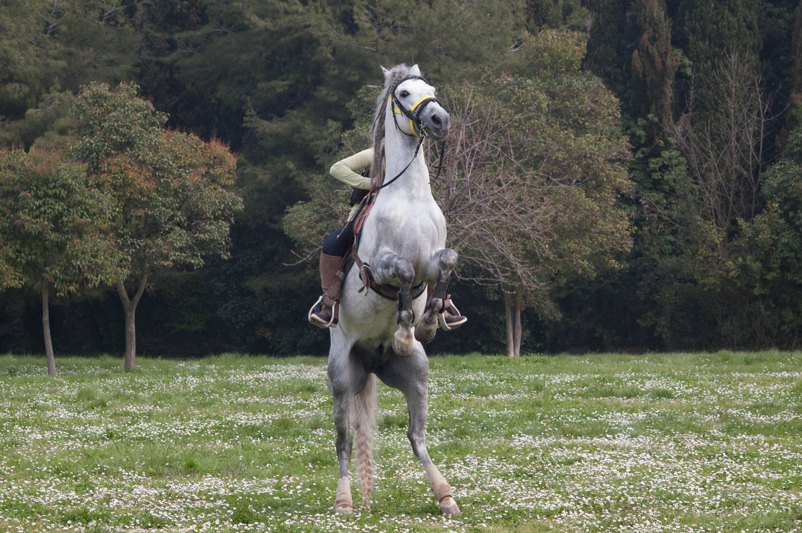 a horse rearing - an equestrian term for a horse using it's fight response to a threat