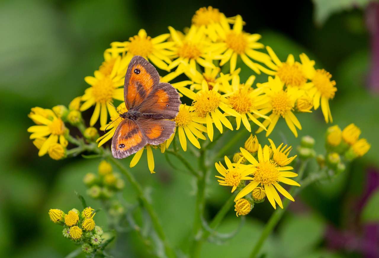 is Ragwort really a burden? To horses, absolutely, although it serves a purpose to the wider environment