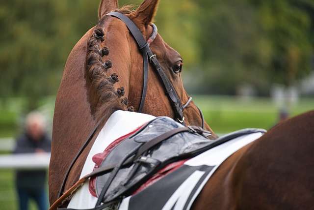 Gut bacteria found within Thoroughbred racehorses study reveals it's crucial to a horses success