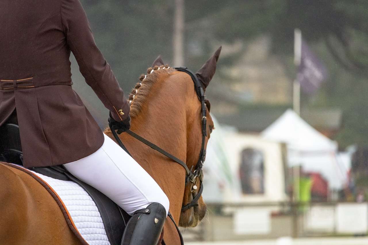 dressage rider on chestnut horse