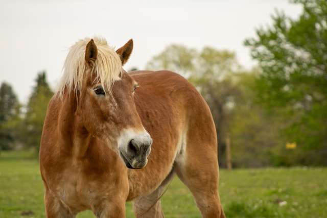 Image of an older or retired horse. Photo by Jude Wilson on Unsplash
