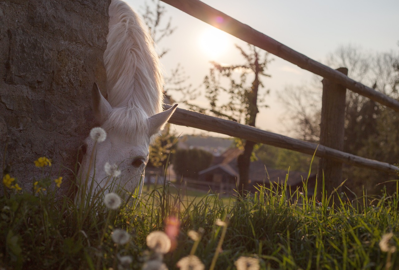 a horse with their head through a fence