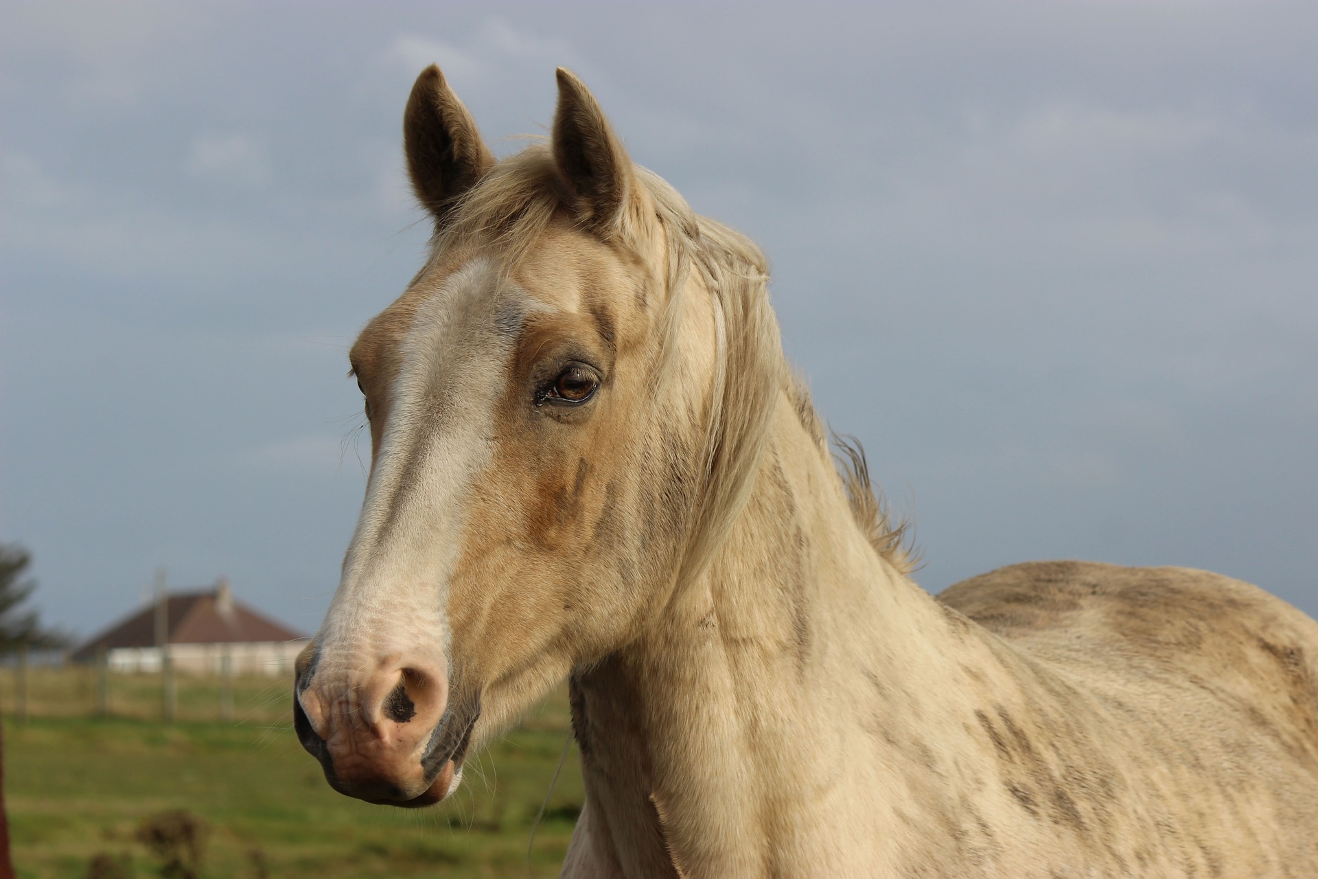 a grey horse in winter covered in mud