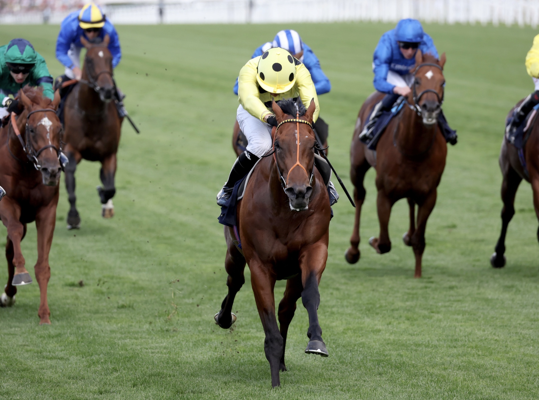 Rosallion will feature in the Breeders' Cup Challenge Series - Image credit Dan Abraham