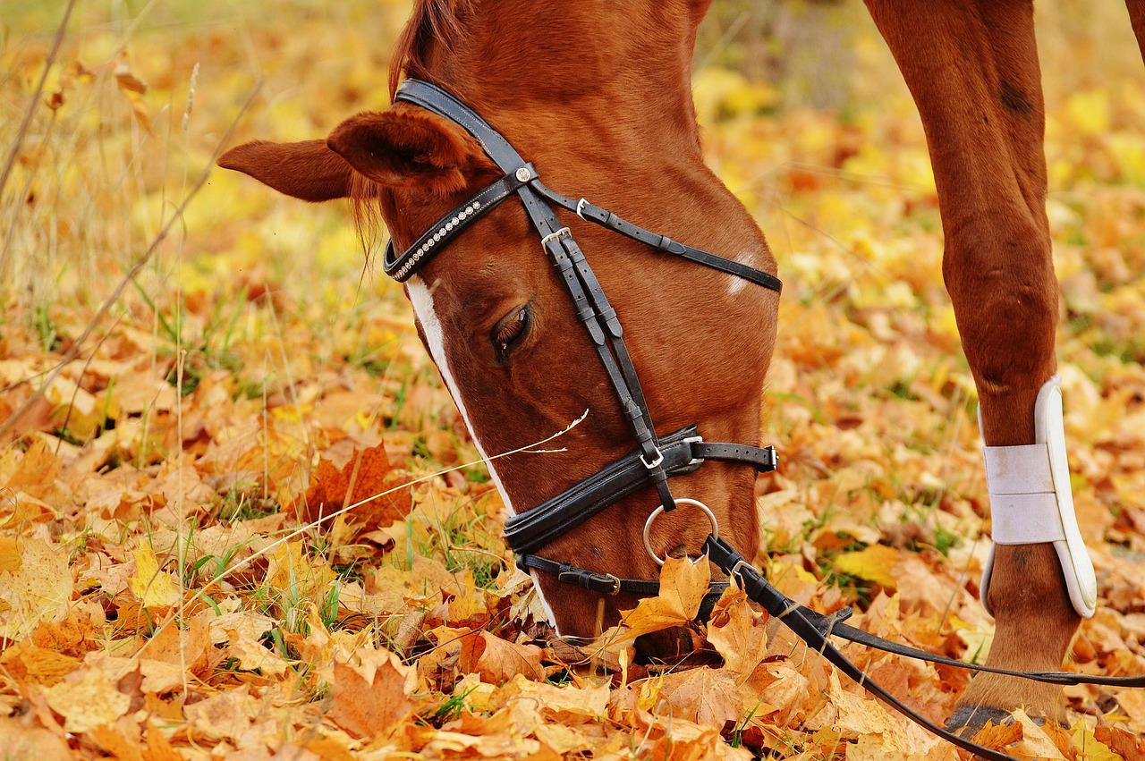 A horse surrounded by autumn leaves