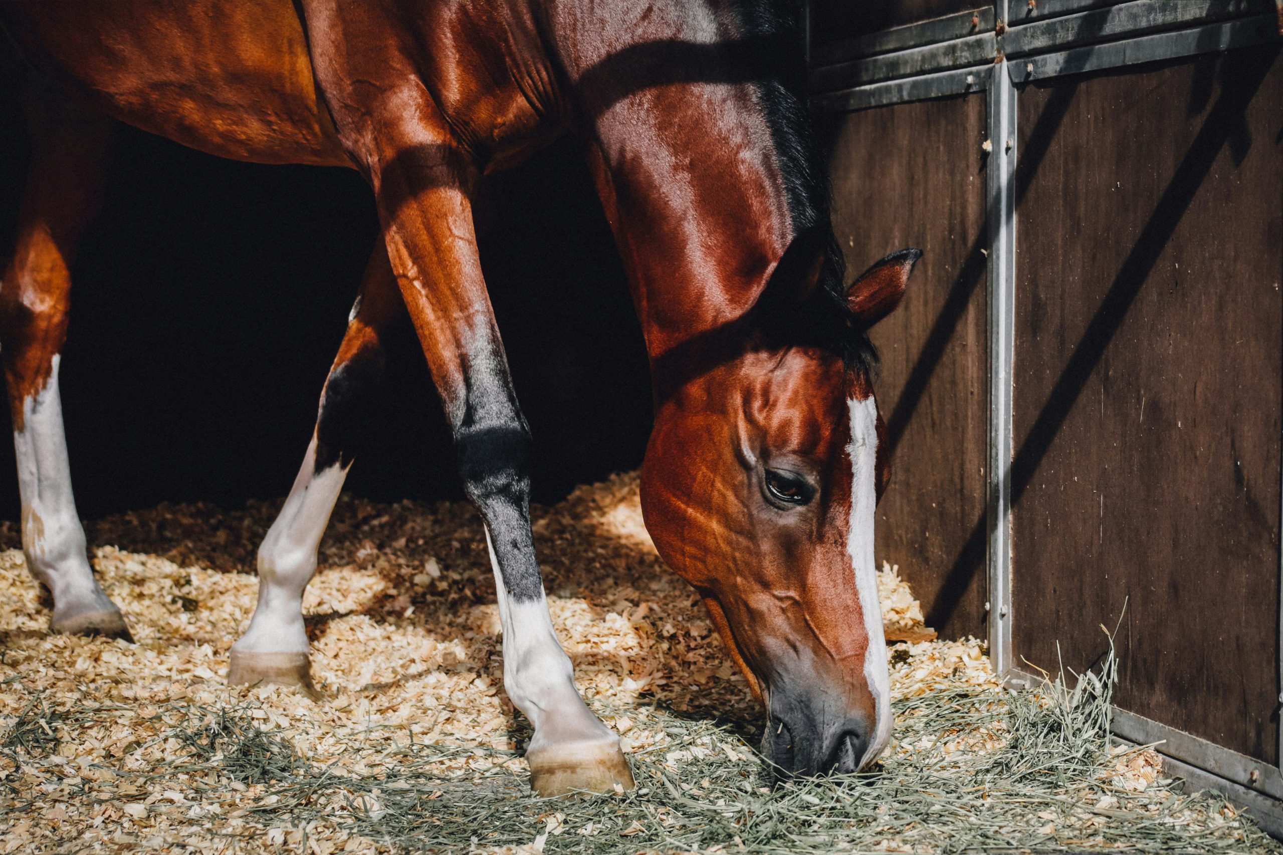 How to keep the stable yard clean with an image of a bay horse eating hay in his stable