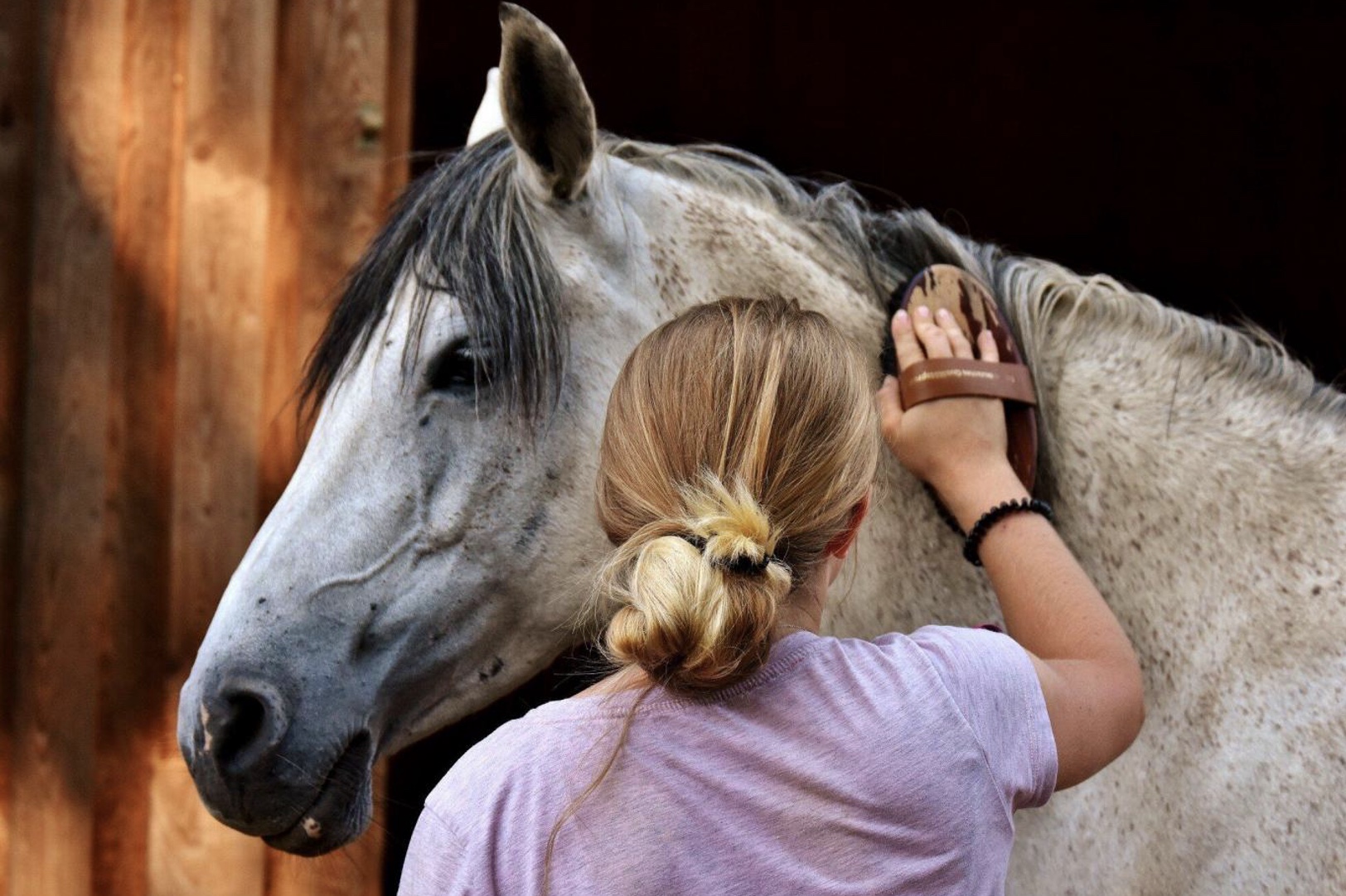 a girl grooming a grey horse