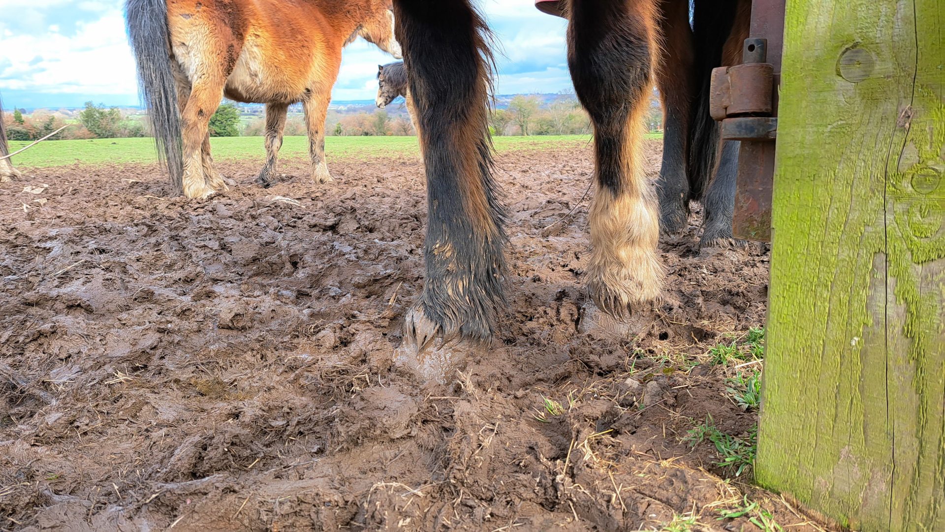 Muddy horse legs