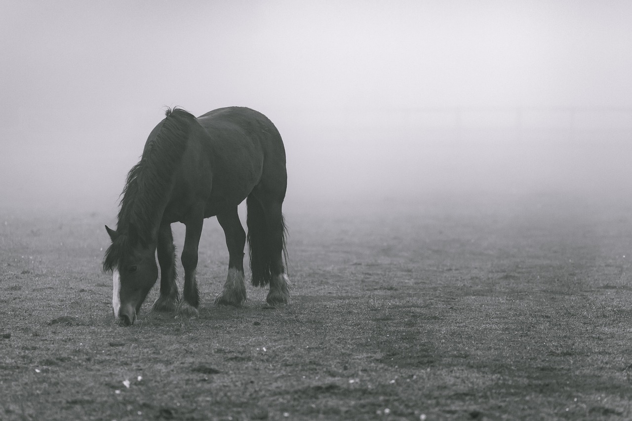 horse crematorium Scotland announce approval. image of a black cob in a field. black and white