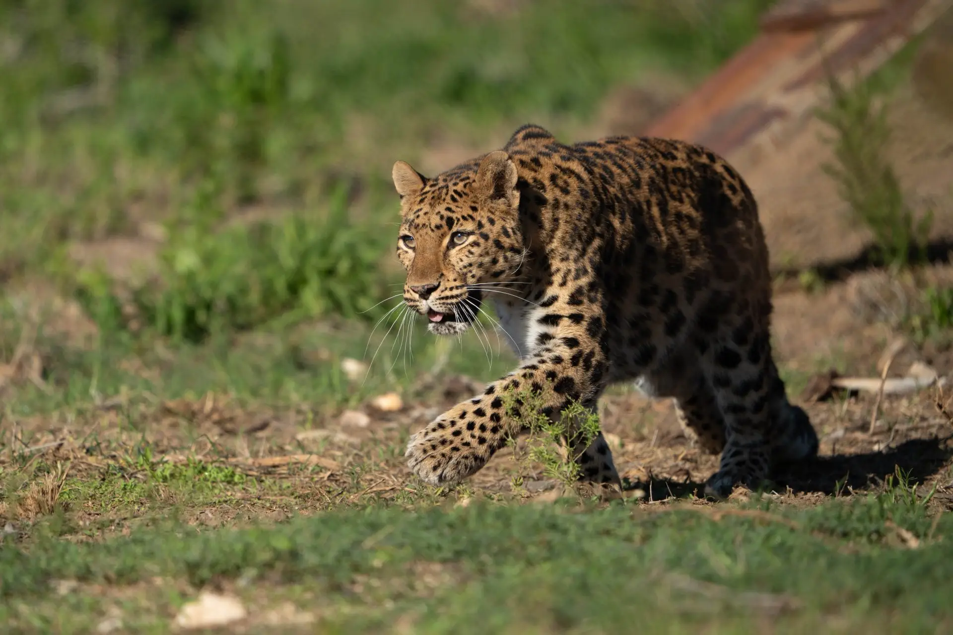a prowling Leopard