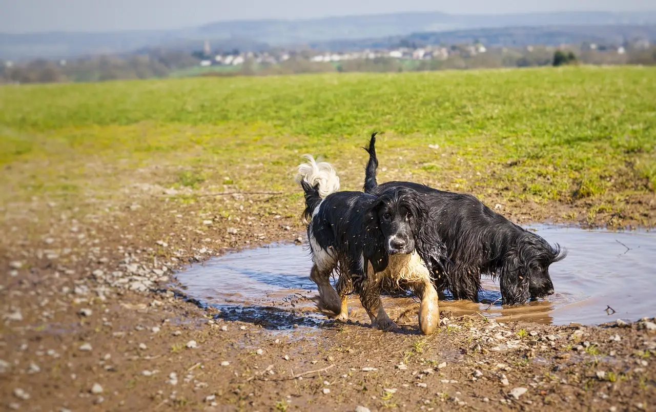 rural dogs drinking from a muddy puddle