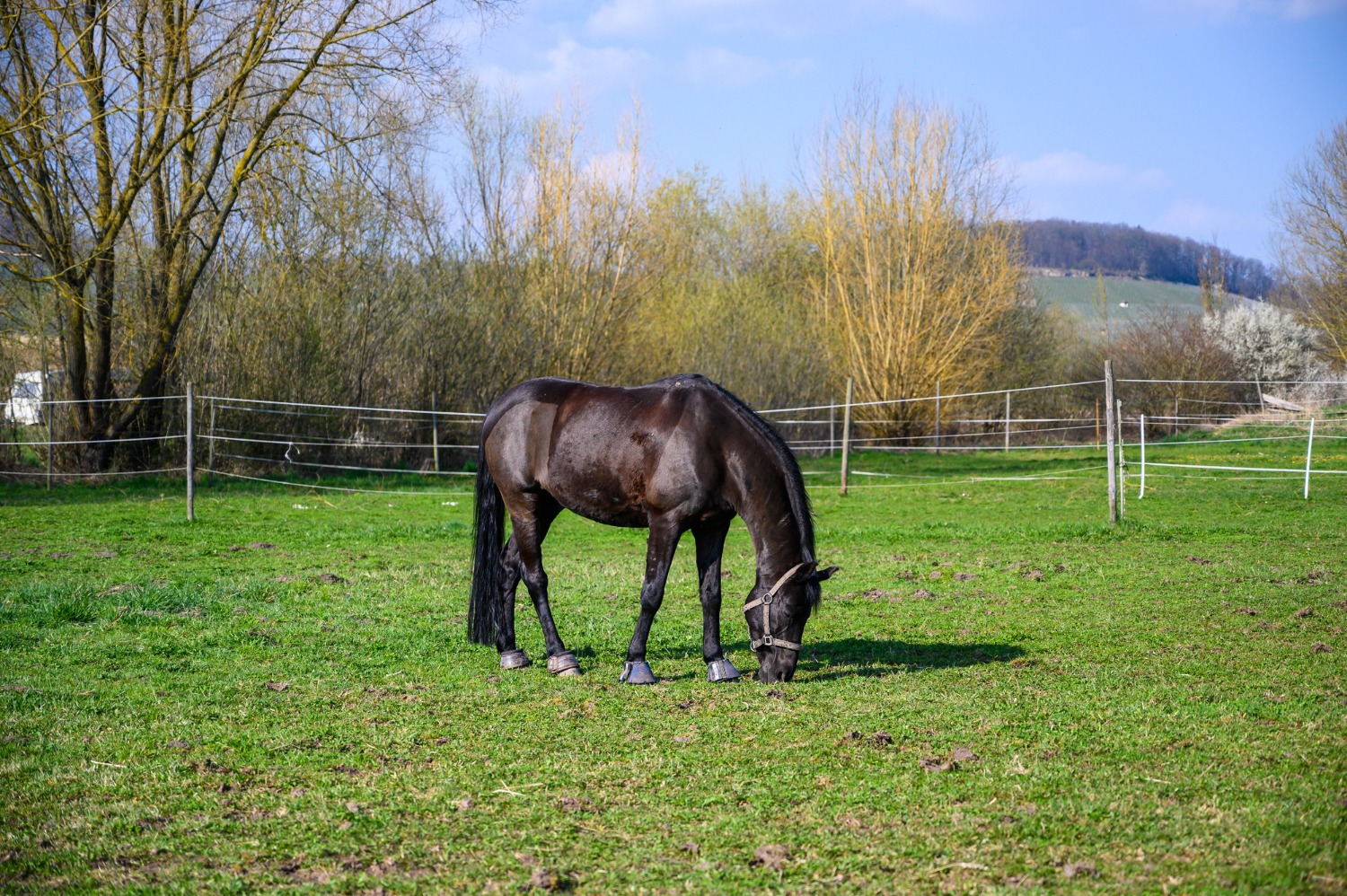 a horse grazing