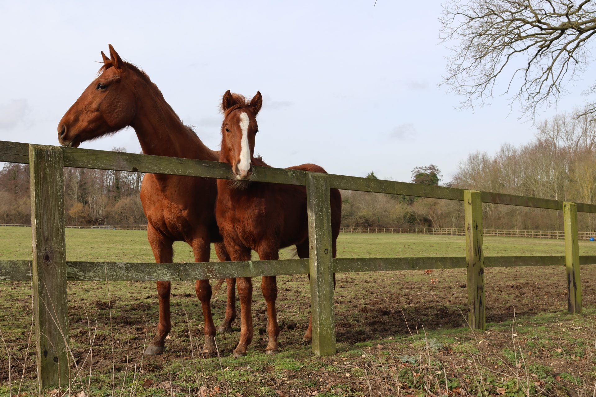 Thoroughbreds rescued by Redwings