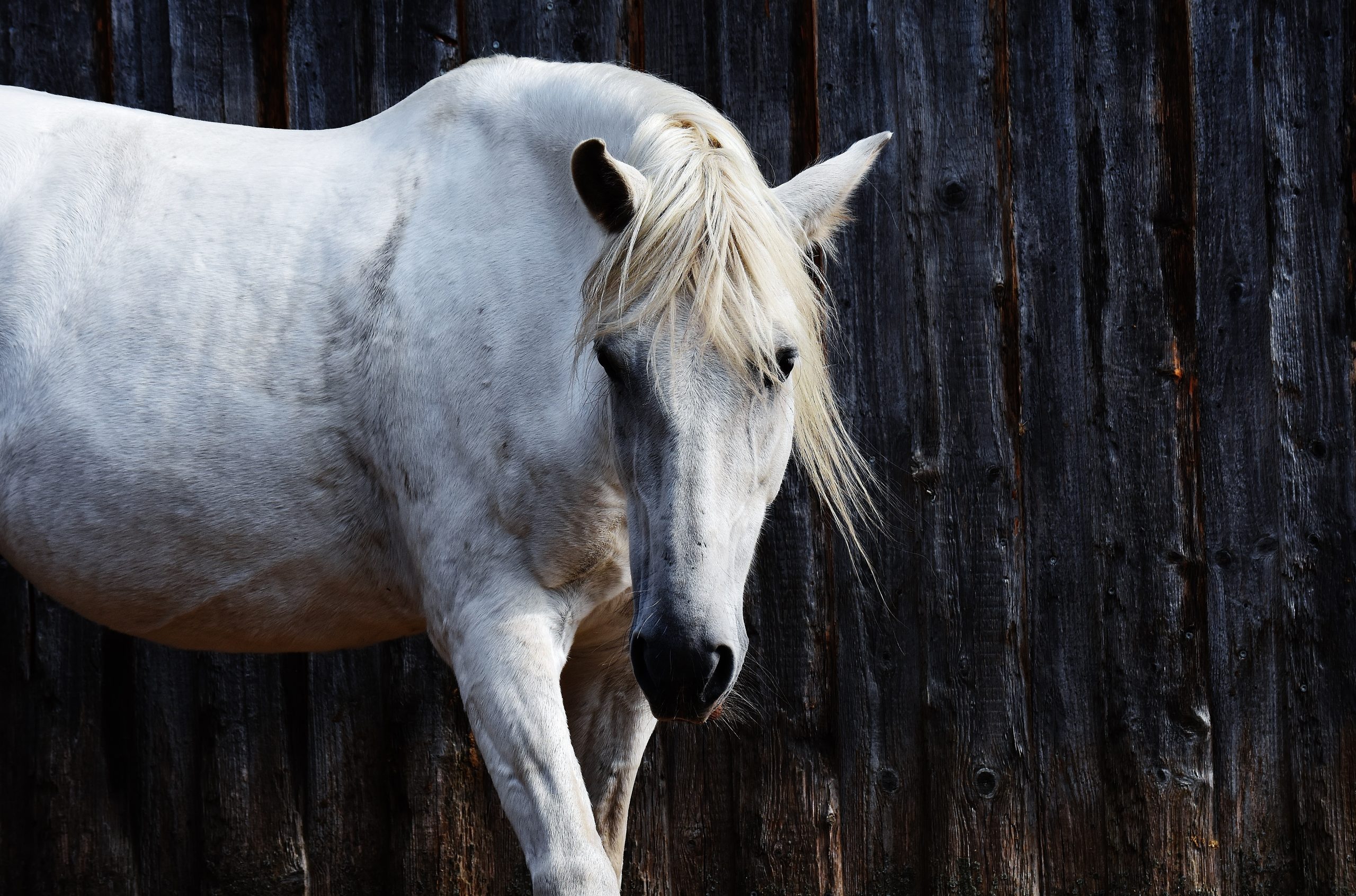 a grey horse