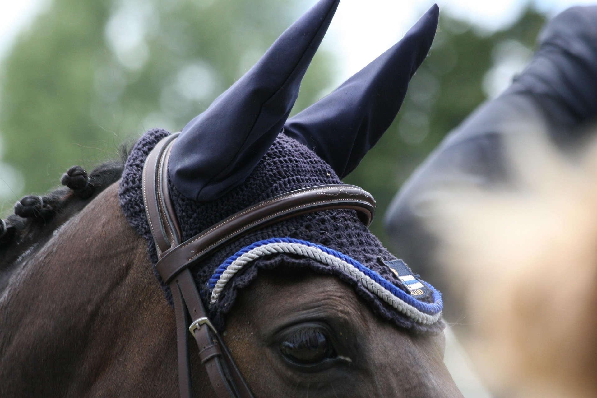 Image of a horse wearing a fly veil