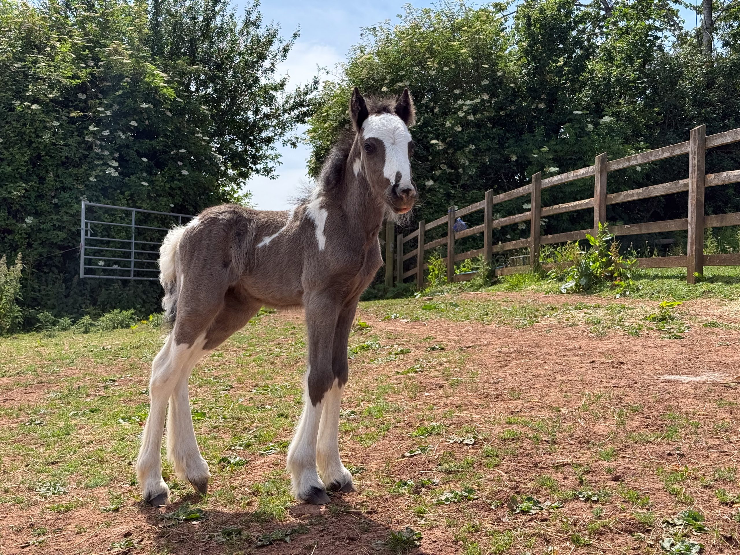 Mika, a tiny foal rescued by the Mare and Foal Sanctuary