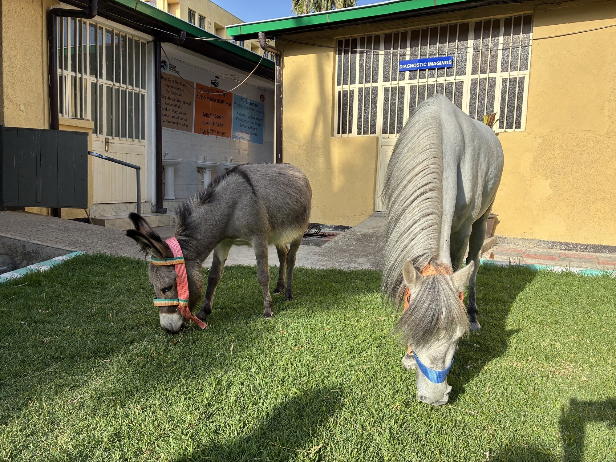 Beletu the donkey and Donsa the horse together in Bishoftu, Ethiopia