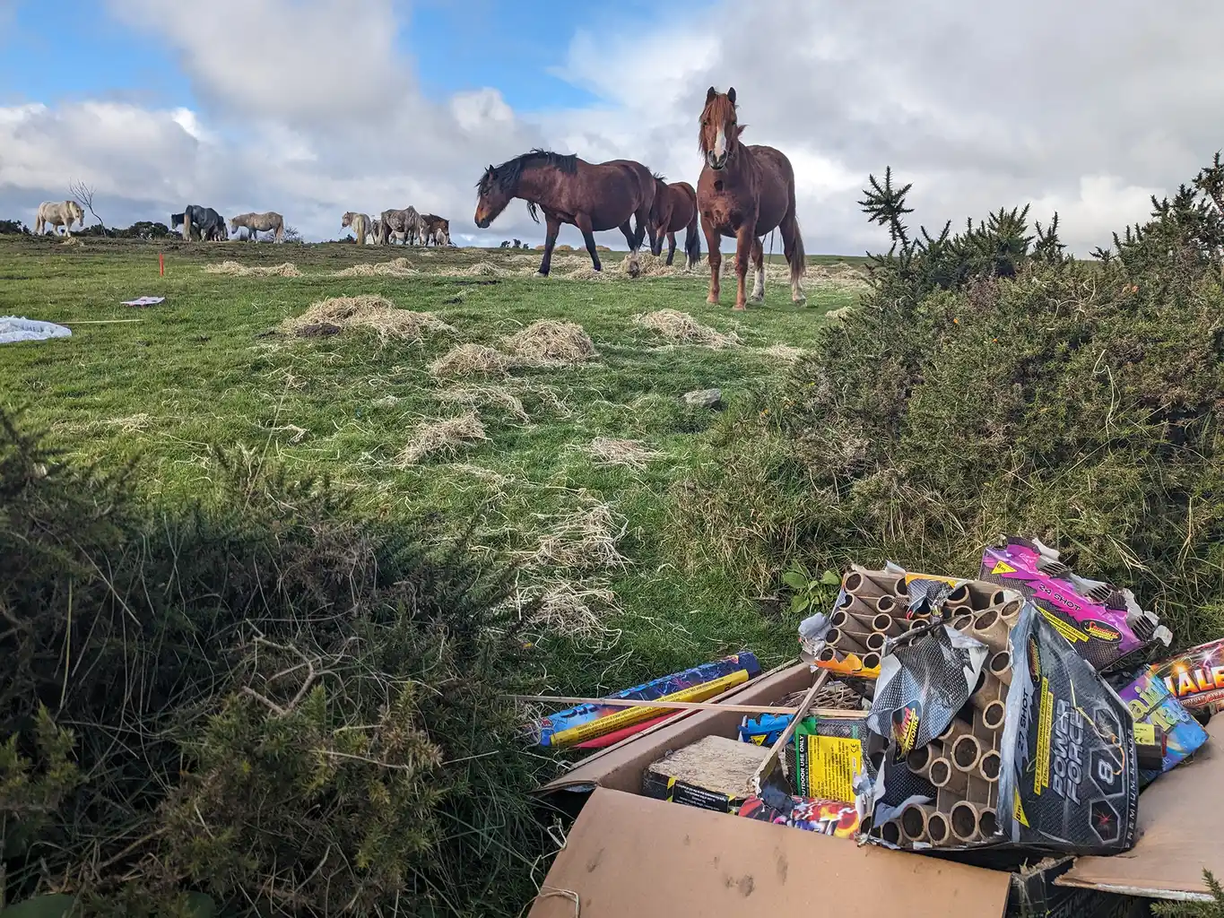 horses stood in a field with used fireworks in a box