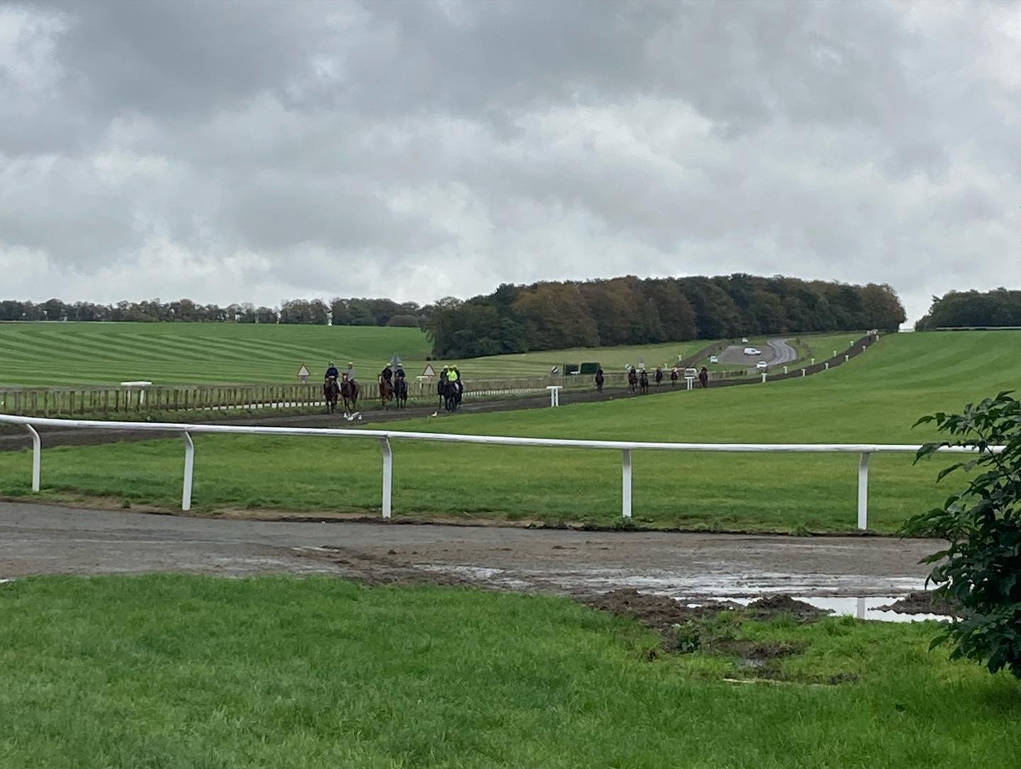 Newmarket Gallops with horses training